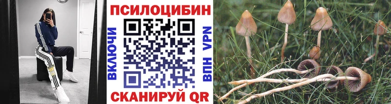 Псилоцибиновые грибы мицелий  Будённовск 